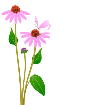 Echinacea flowers with a butterfly on a white background.のイラスト素材