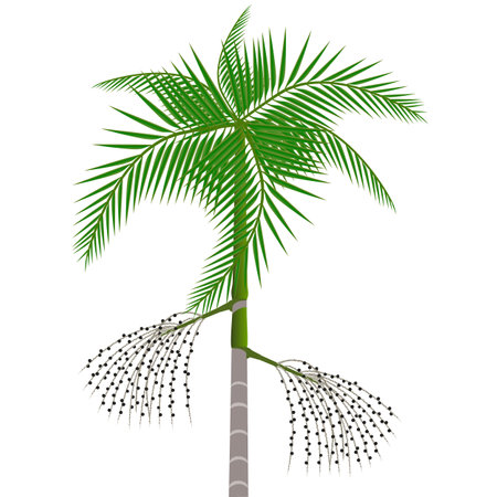 Acai palm tree with berries on a white background.のイラスト素材