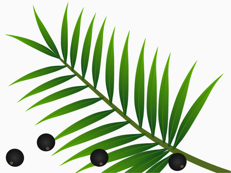 Palm leaves with acai berries on a white background.のイラスト素材