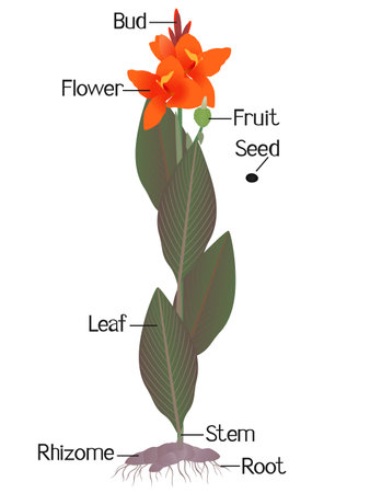 Parts of cannas plant on a white background.のイラスト素材