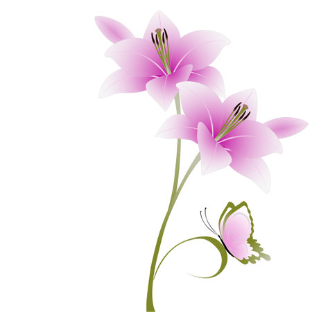 Floral background with lily flowers and butterfly on a white background.のイラスト素材