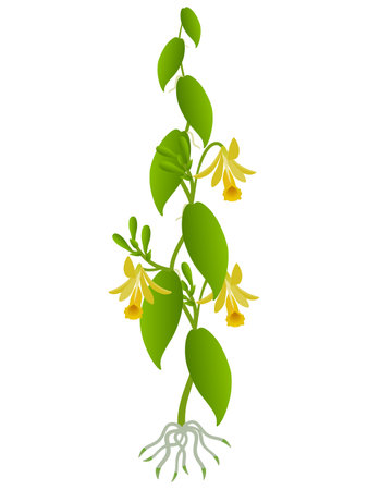 Vanilla planifolia plant with flowers on a white background.のイラスト素材