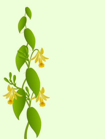 Floral background with branch vanilla planifolia on a green background.のイラスト素材