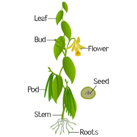 Parts of vanilla planifolia plant on a white background.のイラスト素材