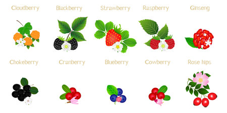 Set of berries with names on a white background.のイラスト素材