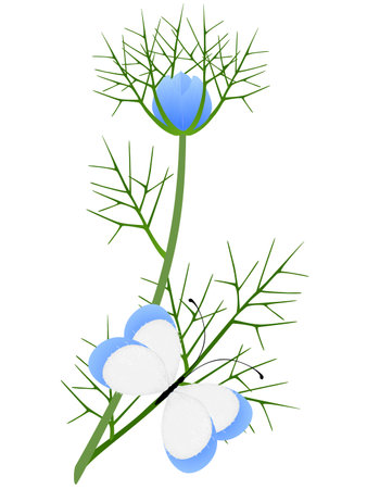 Nigella damask branch with a butterfly on a white background.のイラスト素材