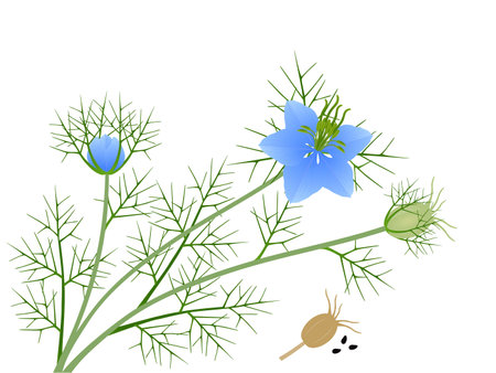 Nigella damask flowers with fruits and seeds on a white background.のイラスト素材