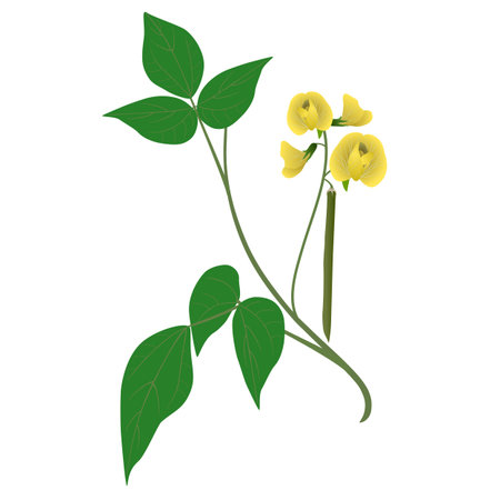 Branch of mung bean plant with flowers and fruits on white background.のイラスト素材
