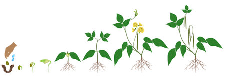 Growth cycle of mung bean plant on white background.のイラスト素材