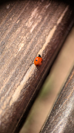 Close-Up of a Ladybug on Wooden Surfaceの写真素材