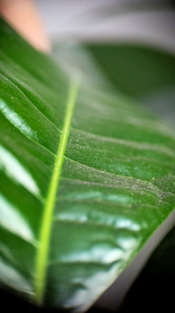 Macro view of fresh green tropical leaf with natural texture