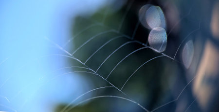Fine spider web glowing in natural morning light with dreamy blue bokeh background