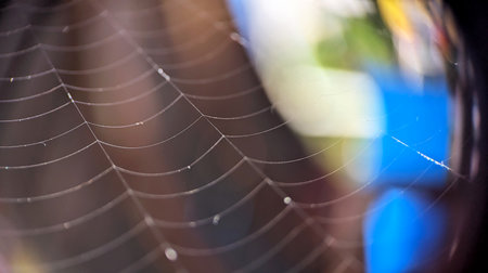 Delicate spider web with morning dew in soft colorful light