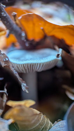 Delicate Forest Mushroom Macro Capturing Dewy Gills in Autumn Lightの写真素材