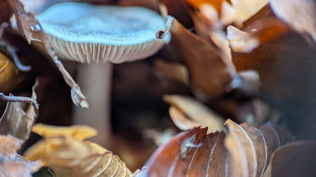 Macro View of Hidden Forest Mushroom Surrounded by Autumn Leavesの写真素材