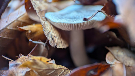 Mysterious Forest Mushroom in Autumn Leaves Close-Up Macro Viewの写真素材
