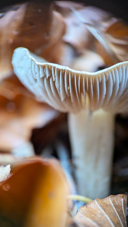 Delicate woodland mushroom captured in detailed natural autumn macroの写真素材