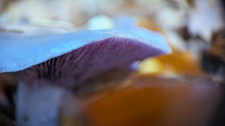 Vibrant purple woodland mushroom captured in detailed artistic macroの写真素材
