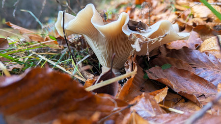 Elegant Wild Forest Mushroom in Detailed Autumn Macro Perspective