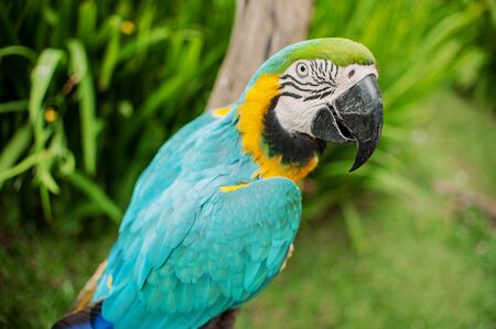 parrot in closeup shot の写真素材