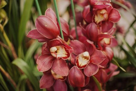 Pink orchid
