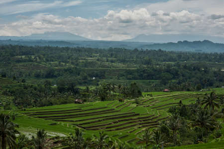 Tea plantations in Indonesia, Baliの写真素材