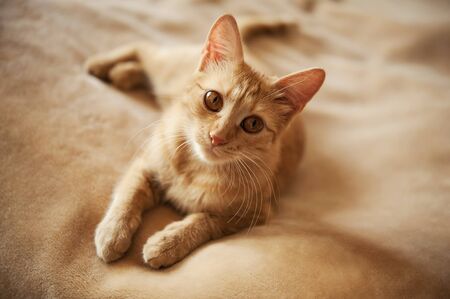 big beautiful eyes red catの写真素材