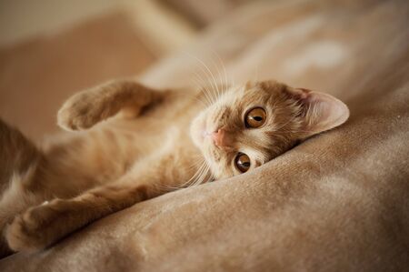 big beautiful eyes red catの写真素材