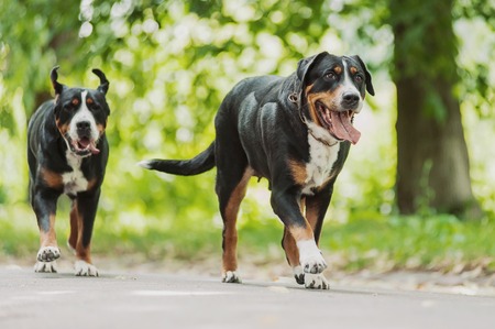 big beautiful dog Greater Swiss Mountain Dogの写真素材