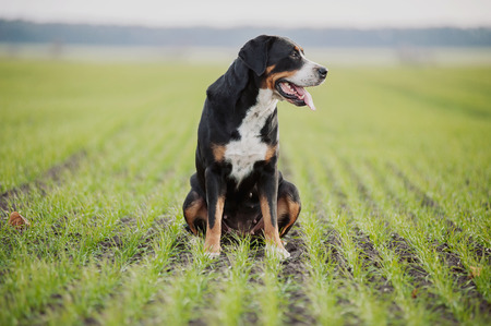 big beautiful dog Greater Swiss Mountain Dogの写真素材