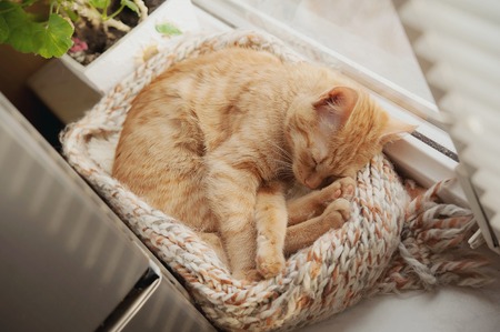 Beautiful red cat sleeps cuteの写真素材
