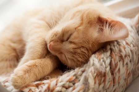 Beautiful red cat sleeps cuteの写真素材