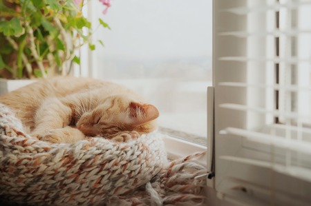 Beautiful red cat sleeps cuteの写真素材