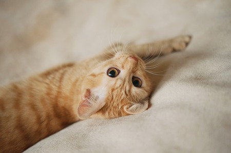 big beautiful eyes red catの写真素材