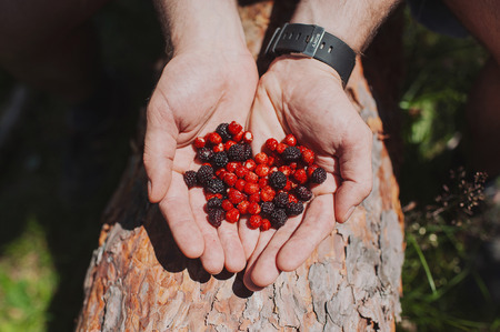 strawberries and blackberries in handsの写真素材