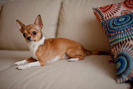 little dog on the couch with colored cushionの写真素材