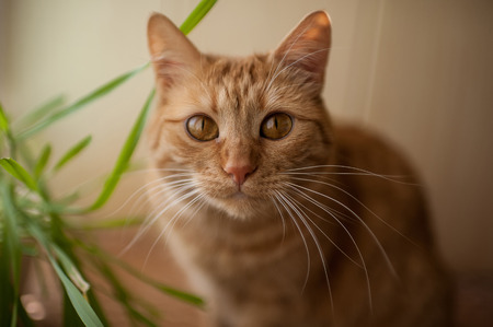 big beautiful eyes red catの写真素材