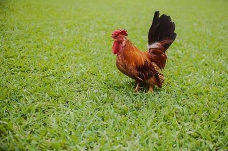 beautiful bright colorful rooster in natureの写真素材