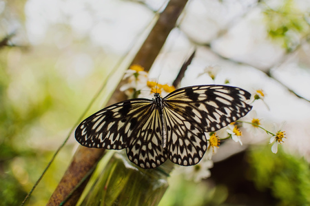 big beautiful exotic colorful butterfliesの写真素材