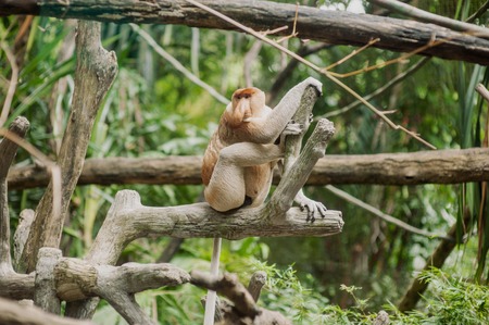 Kakha or Proboskis (lat . Nasalis larvatus) - large monkey with big noseの写真素材