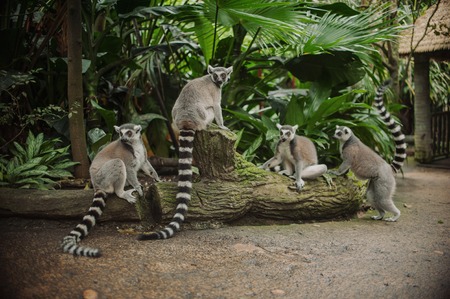 big beautiful family of lemursの写真素材