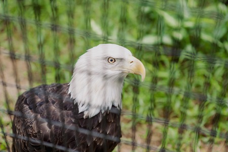 big beautiful eagle in a cageの写真素材