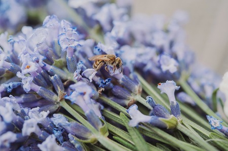 beautiful purple lavender flowers on a wooden table and a beeの写真素材
