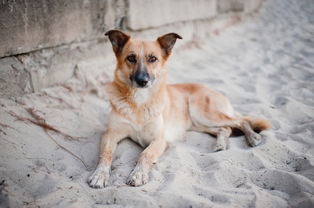 Beautiful dog lying on the sandの写真素材