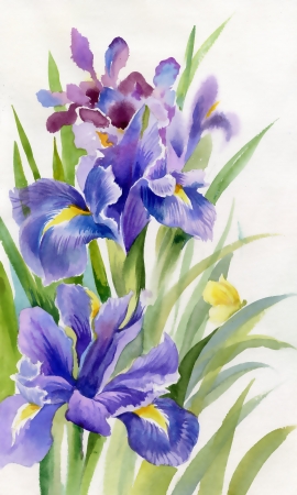 Watercolor Flower Collection  Irisesの写真素材