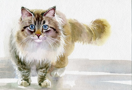 Watercolor Animal Collection  Catの写真素材