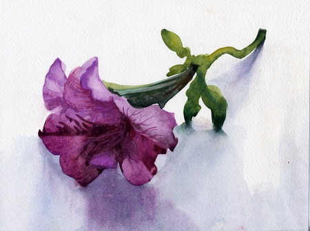 Petuniaの写真素材