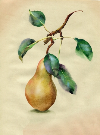  Yellow pearsの写真素材