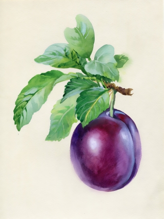 Blue plum branchの写真素材