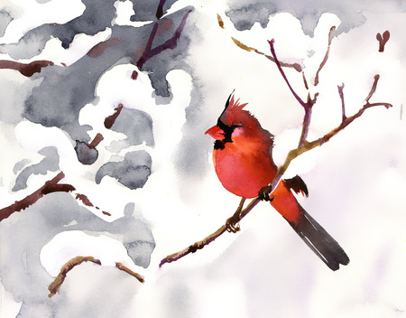 Red bird on a branch with snowの写真素材